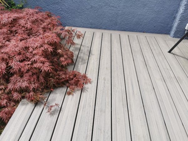 simple but beautiful Rocky Harbor being enveloped by an Acer