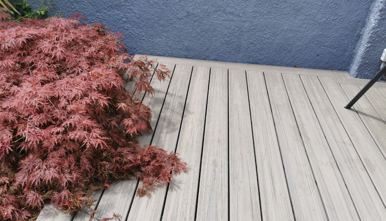 simple but beautiful Rocky Harbor being enveloped by an Acer