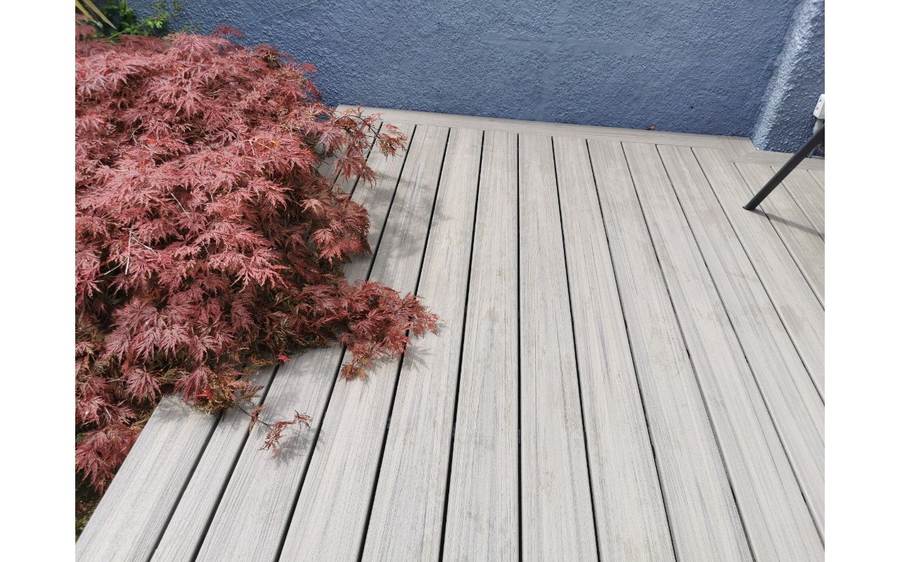 simple but beautiful Rocky Harbor being enveloped by an Acer