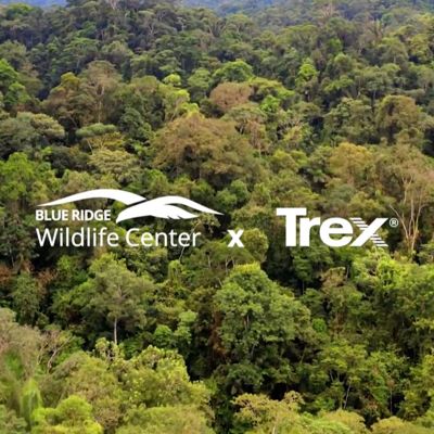 A dense, lush forest canopy is shown from above, highlighting the vibrant green foliage. The image features the clearly visible text 'BLUE RIDGE Wildlife Center x Trex' overlaid on the forest scene. The setting suggests a collaboration focused on wildlife or environmental conservation. No people or numeric values are visible in the image.