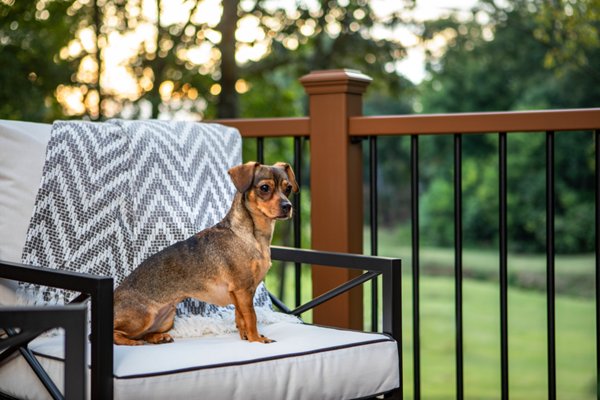 Small dog sitting on outdoor furniture with a composite railing behind them