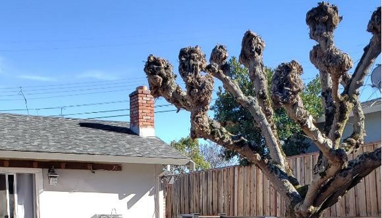 Trex Transcend Tropicals Tiki Torch deck, Spiced Rum framing, Transcend Cocktail Railing,Transcend Martinez CA