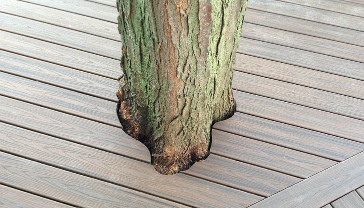 Check out this Trex deck Images Landscaping Images and Construction built in Northville, MI out of Trex Transcend Spiced Rum decking, with special cuts made as to keep the beautiful old tree as part of the outdoor living space.