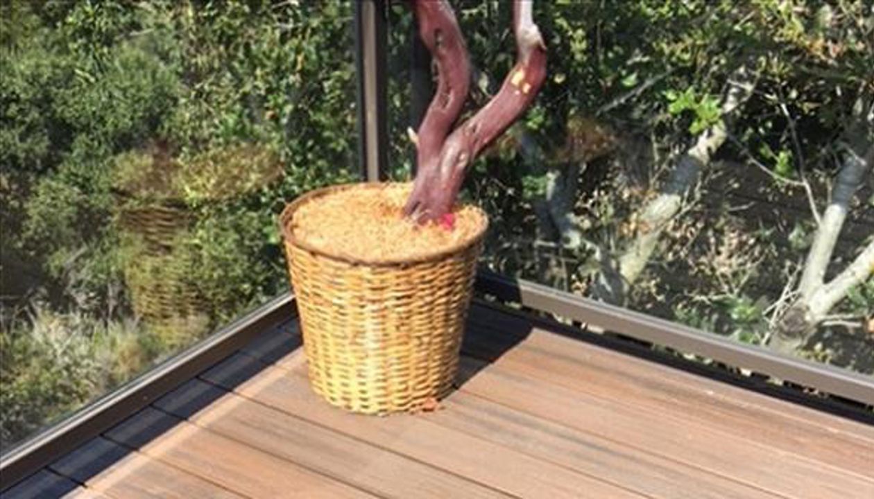 Trex Transcend custom composite deck, Arroyo Grande California