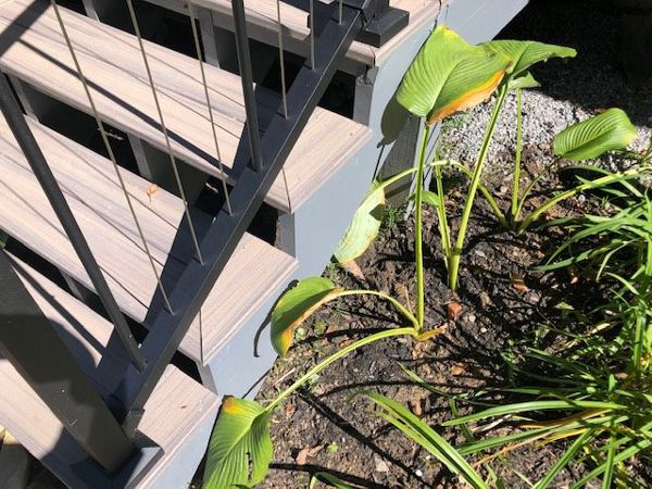 Detail of JW Construction's commitment to quality showing the picture frame on the Trex Enhance Naturals Rocky Harbor stairs