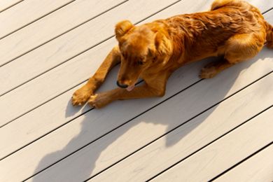 https://images.trex.com/is/image/trexcompany/trn-lifestyles-0092-sf-decking-dog-beauty-SF010620TLS01:Secondary-Hero