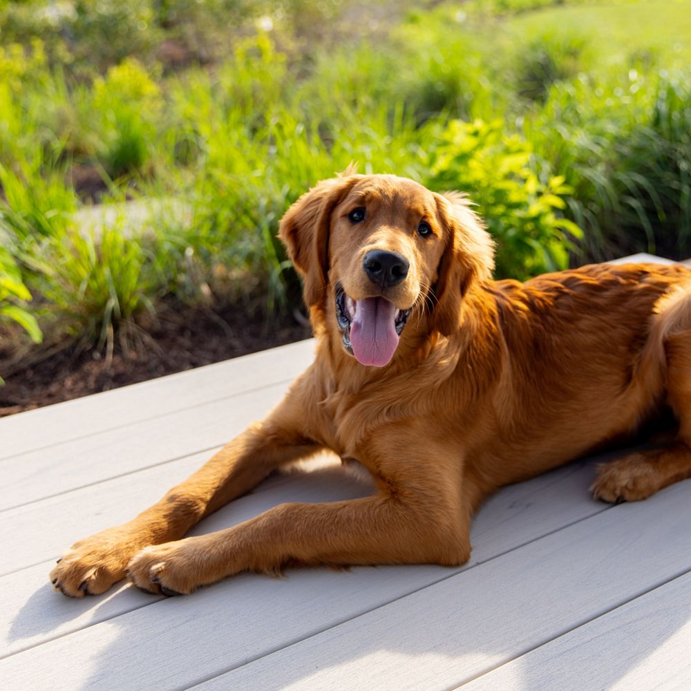A golden retriever is lying down on a light-colored deck, enjoying a sunny day. The background features lush green plants and a bright, natural setting. The dog's tongue is out, suggesting a relaxed and happy mood. The image captures a peaceful outdoor moment with warm lighting.