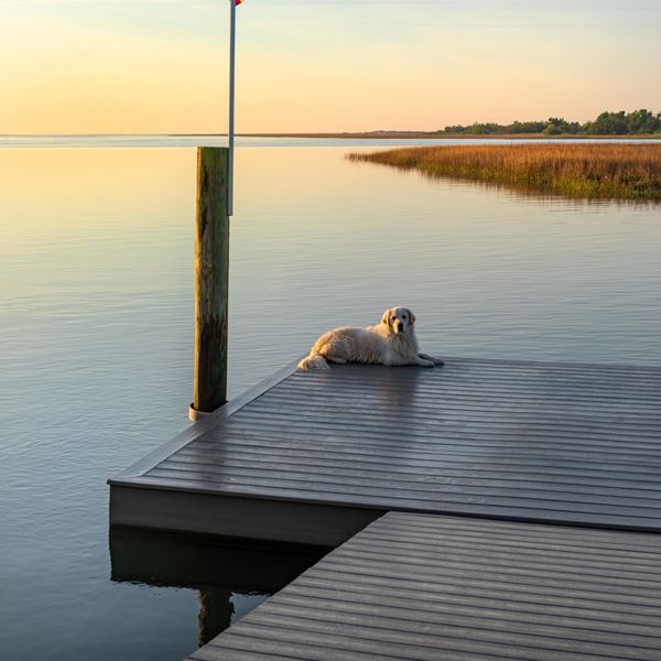 2. A dog sitting at the end of a dock with a sunset in the background. 