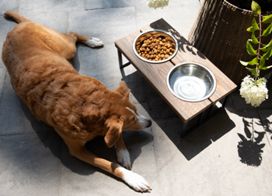 How to Upcycle Your Scrap Trex® Boards into a Custom Dog Bowl